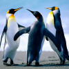 صورة Anfal Necib